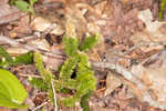 Running clubmoss